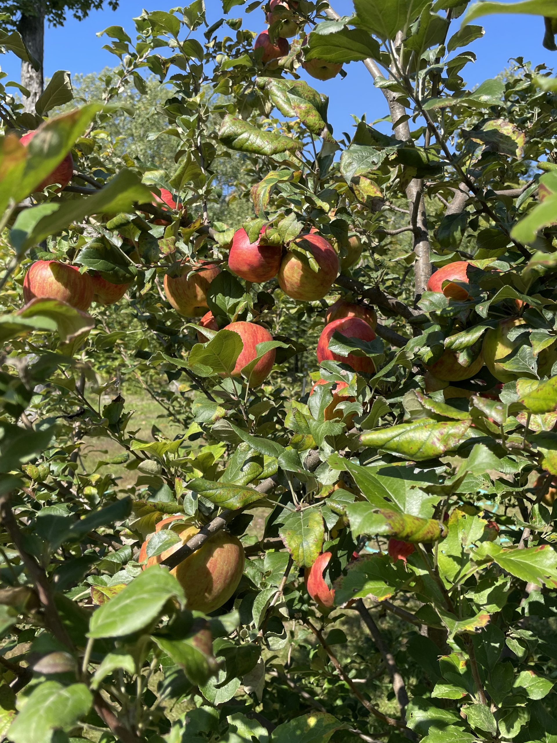 Des pommes prêtes à être cueillies, sont encore dans l'un des pommiers de Michel Tessier.